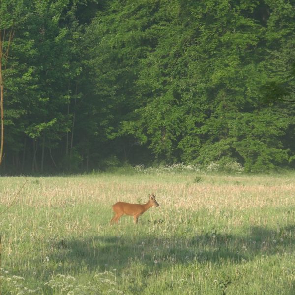 Een ree in het grote weiland