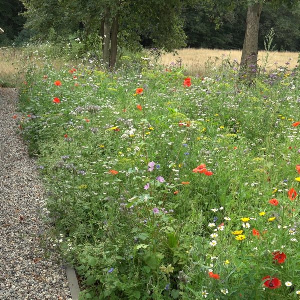 De vlindertuin achter de schuur