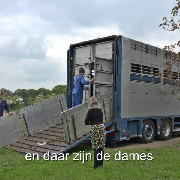 Eddie brengt vier vaarsen op de Goedenberg