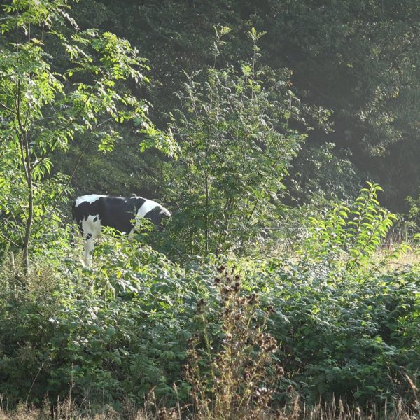 Koeien houden het weiland kort