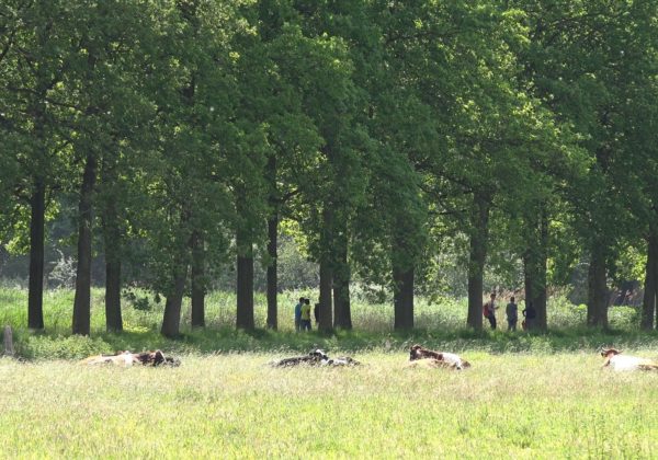 Landgoed Boekesteyn in 's-Graveland