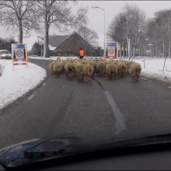 Schaapskudde in Doetinchem