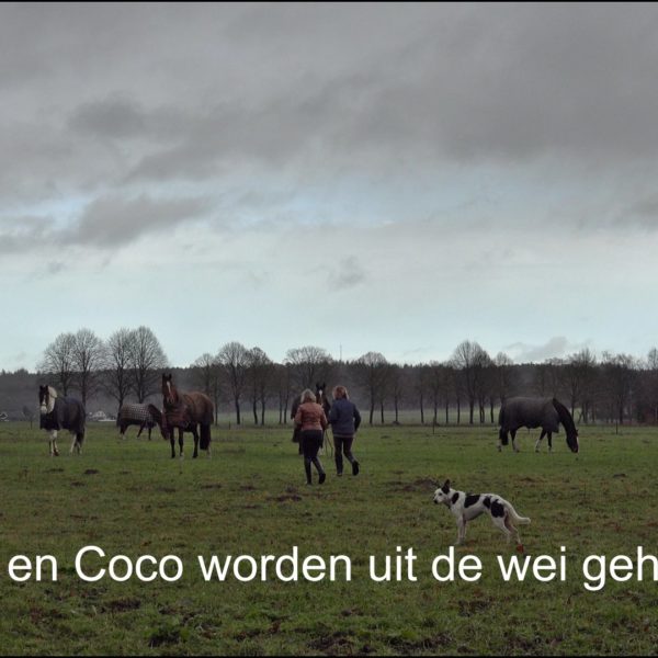 Polo en Coco